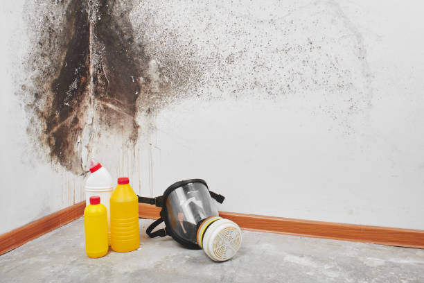 Mold Removal Process in Newport, RI