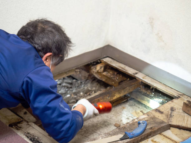 Office Mold Removal Services in Newport, RI