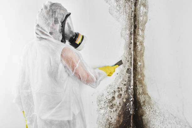  Newport, RI Mold Removal Pros