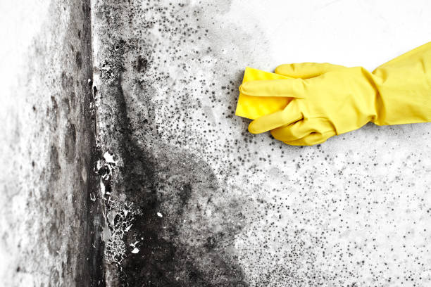 Best Residential Mold Removal  in Newport, RI