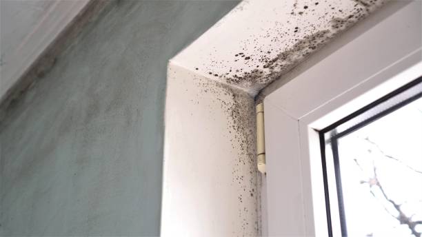Best Emergency Mold Removal  in Newport, RI