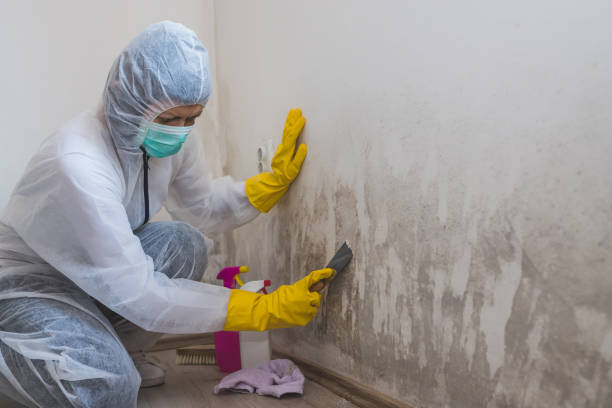 Best Mold Removal Near Me  in Newport, RI