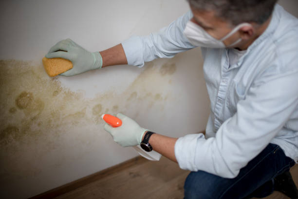 Best Fast Mold Removal  in Newport, RI