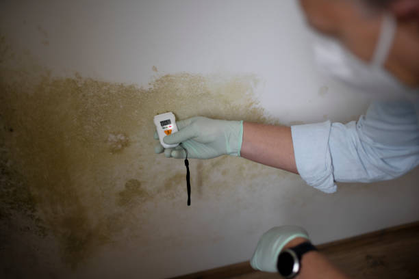 Best Affordable Mold Removal  in Newport, RI