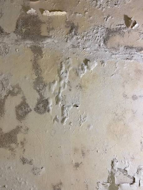 Best Crawl Space Mold Removal  in Newport, RI