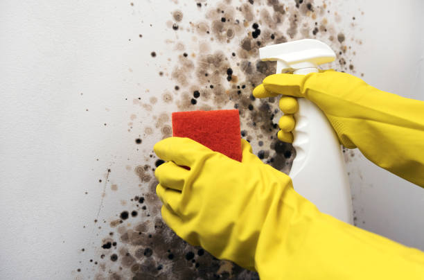 Home Mold Removal in Newport, RI
