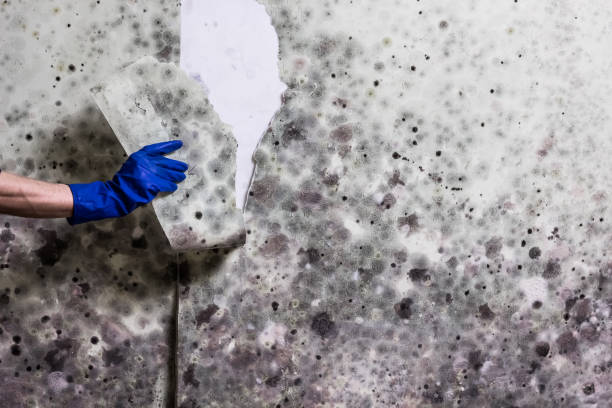 Best Mold Removal Specialists  in Newport, RI