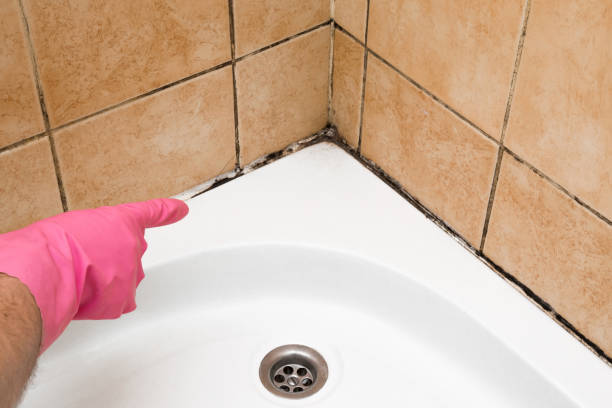 Best Commercial Mold Removal  in Newport, RI
